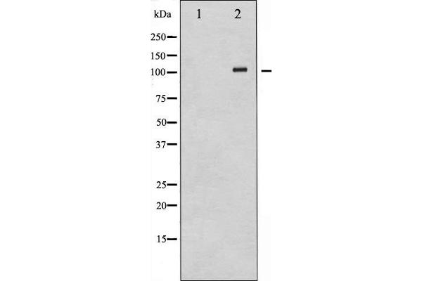 Retinoblastoma 1 antibody  (C-Term)