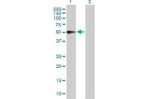 Western Blot analysis of PSG3 expression in transfected 293T cell line by PSG3 MaxPab polyclonal antibody. (PSG3 antibody  (AA 1-428))