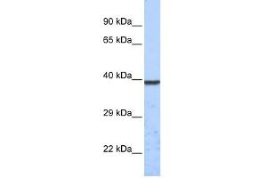 WB Suggested Anti-KCNK1 Antibody Titration:  0. (KCNK1 antibody  (Middle Region))