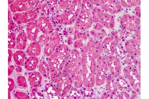 Anti-GAPDH antibody IHC staining of human kidney. (GAPDH antibody  (AA 279-290))