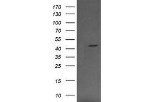 Image no. 4 for anti-Mitogen-Activated Protein Kinase Kinase 1 (MAP2K1) antibody (ABIN1499390) (MEK1 antibody)