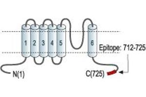 Representative domain view of the target of ABIN7043857.