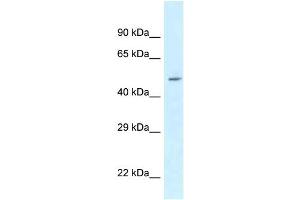 WB Suggested Anti-ATXN10 Antibody Titration: 1. (Ataxin 10 antibody  (N-Term))