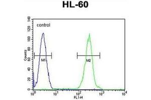 Flow cytometric analysis of HL-60 cells using RSS3 Antibody (Center) Cat. (PRSS3 antibody  (Middle Region))