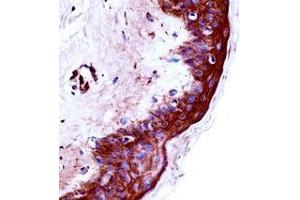 Immunohistochemistry analysis in formalin fixed and paraffin embedded human skin tissue reacted with KLK9 / Kallikrein-9 Antibody (Center) followed by peroxidase conjugation of the secondary antibody and DAB staining. (Kallikrein 9 antibody  (Middle Region))