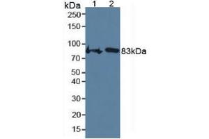 Figure. (COMP antibody  (AA 554-753))