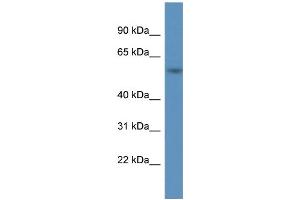WB Suggested Anti-A1BG Antibody Titration: 1. (A1BG antibody  (C-Term))