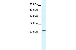 WB Suggested Anti-FREQ Antibody Titration:  0. (NCS1 antibody  (N-Term))
