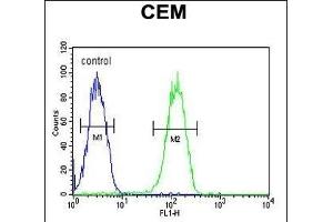 BIN2 Antibody (N-term) (ABIN651965 and ABIN2840476) flow cytometric analysis of CEM cells (right histogram) compared to a negative control cell (left histogram). (BIN2 antibody  (N-Term))