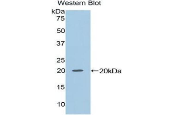 NME2 antibody  (AA 8-149)
