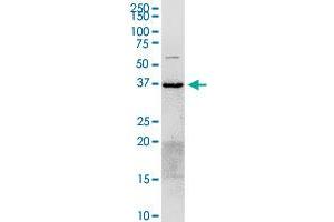 ANXA2 MaxPab rabbit polyclonal antibody. (Annexin A2 antibody  (AA 1-357))