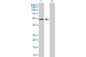 Western Blot analysis of EIF5 expression in transfected 293T cell line by EIF5 MaxPab rabbit polyclonal antibody. (EIF5 antibody  (AA 1-431))