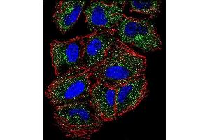 Confocal immunofluorescent analysis of PLCL2 Antibody (C-term) (ABIN655943 and ABIN2845332) with NCI- cell followed by Alexa Fluor 488-conjugated goat anti-rabbit lgG (green). (PLCL2 antibody  (C-Term))