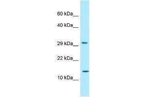 WB Suggested Anti-RPLP2 Antibody Titration: 1. (RPLP2 antibody  (N-Term))