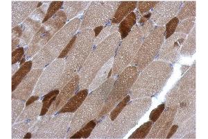 AP31123PU-N RGS4 antibody staining of Paraffin-Embedded Muscle at 1/500 dilution. (RGS4 antibody  (AA 1-188))