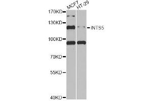Western blot analysis of extracts of various cell lines, using INTS5 antibody (ABIN6290524) at 1:1000 dilution. (INTS5 antibody)