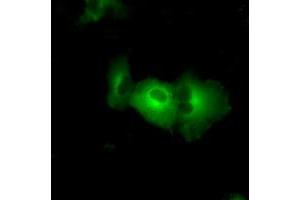 Image no. 2 for anti-PAS Domain Containing Serine/threonine Kinase (PASK) antibody (ABIN1500032) (PASK antibody)