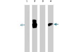 Western blot analysis using EIA polyclonal antibody on HCT-116 cell lysate (lanes 1 and 3)- negative control and 293 cell lysate (lanes 2 and 4)- positive control. (Serine (Or Cysteine) Peptidase Inhibitor, Clade B, Member 1a (SERPINB1A) antibody)