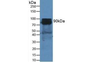 Western blot analysis of Mouse Heart Tissue. (DPP4 antibody  (AA 29-178))