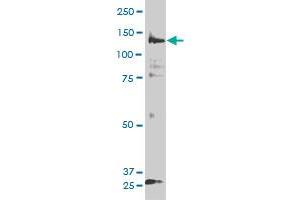 PIK3R4 antibody  (AA 1259-1358)