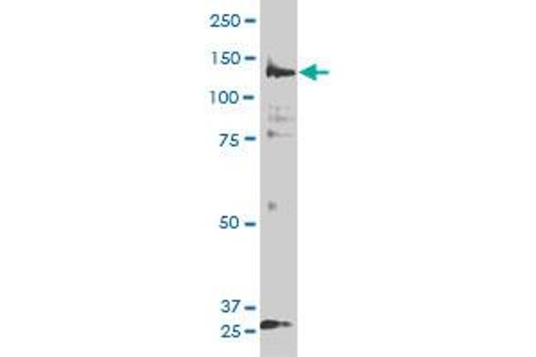 PIK3R4 antibody  (AA 1259-1358)