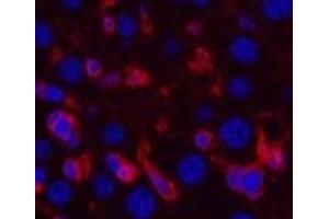 Immunofluorescence analysis of Mouse liver tissue using ACTA2 Monoclonal Antibody at dilution of 1:200. (Smooth Muscle Actin antibody)