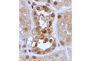 ABIN2559904 (2µg/ml) staining of paraffin embedded Human Kidney. (SGK1 antibody  (C-Term))