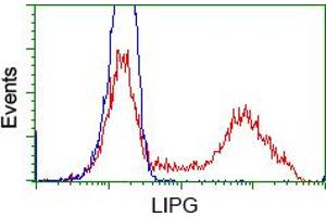 HEK293T cells transfected with either pCMV6-ENTRY LIPG (RC209248) (Red) or empty vector control plasmid (Blue) were immunostained with anti-LIPG mouse monoclonal (ABIN2453255), and then analyzed by flow cytometry. (LIPG antibody)