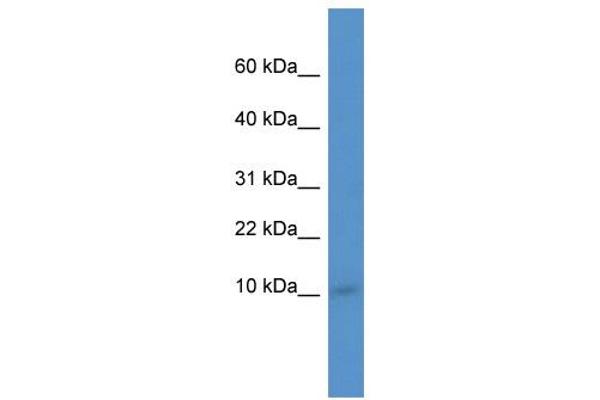 IER3IP1 antibody  (N-Term)
