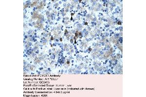 Human Liver (PCYOX1 antibody  (C-Term))