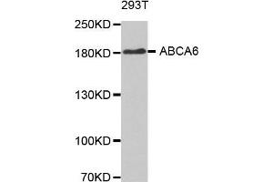 Western blot analysis of extracts of 293T cellline, using ABCA6 antibody. (ABCA6 antibody)