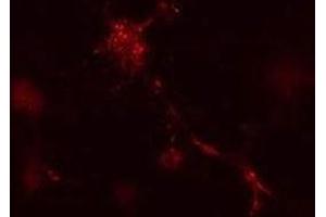 Mouse leukaemic monocyte macrophage cells treated with vinblastine for 1 hr. (ATG12 antibody  (AA 1-50))