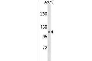 FARP1 Antibody (N-term) (ABIN1539506 and ABIN2849509) western blot analysis in  cell line lysates (35 μg/lane).