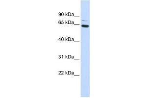 Western Blotting (WB) image for anti-Zinc Finger Protein 74 (ZNF74) antibody (ABIN2458162) (ZNF74 antibody)