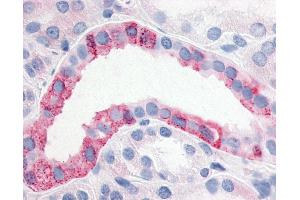 Anti-ESRRG / ERR Gamma antibody IHC of human kidney. (ESRRG antibody  (N-Term))