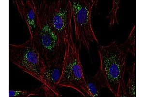 Immunofluorescence staining of human skin fibroblasts with anti-CD63 (MEM-259 ; green) after co-incubation of living cells with human Transferrin - Dyomics 547 (red); cell nuclei stained with DAPI (blue). (CD63 antibody  (FITC))