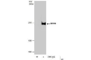 IP Image Immunoprecipitation of MYH9 protein from HeLa whole cell extracts using 5 μg of MYH9 antibody [N1], N-term, Western blot analysis was performed using MYH9 antibody [N1], N-term, EasyBlot anti-Rabbit IgG  was used as a secondary reagent. (Myosin 9 antibody  (N-Term))