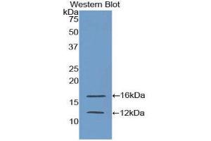 Western Blotting (WB) image for anti-Mucin 1 (MUC1) (AA 1034-1151) antibody (ABIN1859901) (MUC1 antibody  (AA 1034-1151))