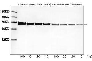 Western blot analysis of Protein C tagged fusion proteins expressed in E. (Protein C Tag antibody)