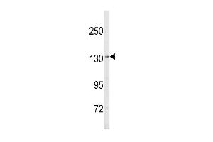 Western blot analysis of SREBF1 Antibody (Center) (ABIN652680 and ABIN2842452) in MDA-M cell line lysates (35 μg/lane). (SREBF1 antibody  (AA 349-378))