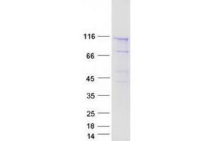 Validation with Western Blot (SEC24C Protein (Transcript Variant 2) (Myc-DYKDDDDK Tag))