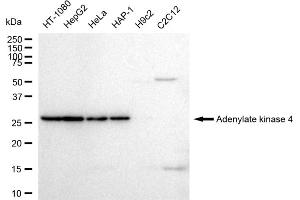 Western blotting analysis using Adenylate kinase 4 antibody (ABIN7797522).