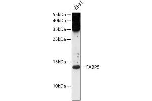 Western blot analysis of extracts of 293T cells, using F antibody (ABIN1679794, ABIN3015402, ABIN3015403 and ABIN6214037) at 1:1000 dilution. (FABP5 antibody  (AA 1-100))