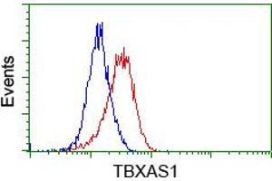 Image no. 3 for anti-thromboxane A Synthase 1 (Platelet) (TBXAS1) antibody (ABIN1501383) (TBXAS1 antibody)