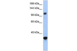 WB Suggested Anti-XPO5 Antibody Titration:  0. (XPO5 antibody  (Middle Region))