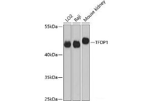 Western blot analysis of extracts of various cell lines using TFDP1 Polyclonal Antibody at dilution of 1:3000. (DP1 antibody)