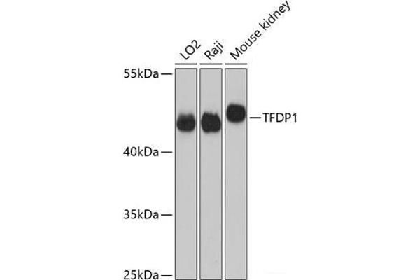 DP1 antibody