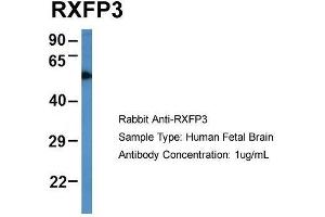 Host: Rabbit  Target Name: RXFP3  Sample Tissue: Human Fetal Brain  Antibody Dilution: 1. (Relaxin 3 Receptor 1 antibody  (N-Term))