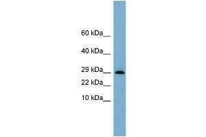 WB Suggested Anti-ERP29  Antibody Titration: 0. (ERP29 antibody  (N-Term))
