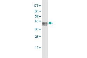 Western Blot detection against Immunogen (36. (TCF7 antibody  (AA 287-384))